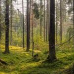 Hvilket dyr er skjult i billedet: kun få mennesker kan gætte det på 7 sekunder Hvilket dyr er skjult i billedet: kun få mennesker kan